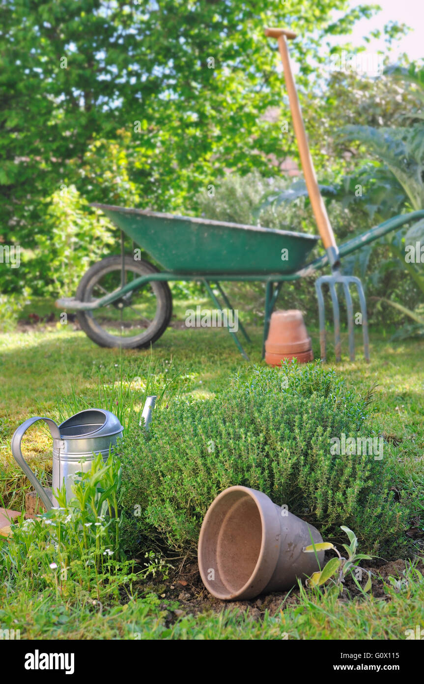 Outils de jardinage en pots et jardin avec le thym Banque D'Images