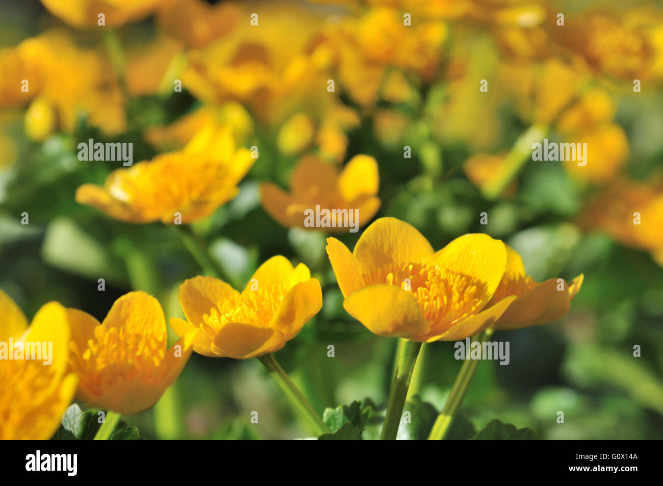 Fleurs de renoncule jaune sauvage Banque de photographies et d'images à  haute résolution - Alamy