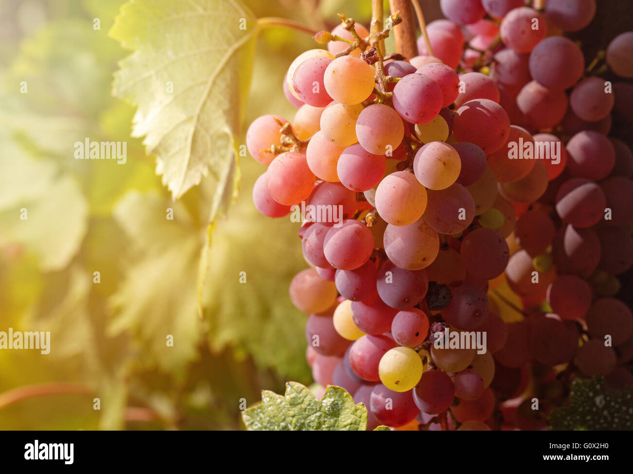 Libre de raisins mûrs en automne. Vignes avant le coucher du soleil en automne la récolte. Banque D'Images