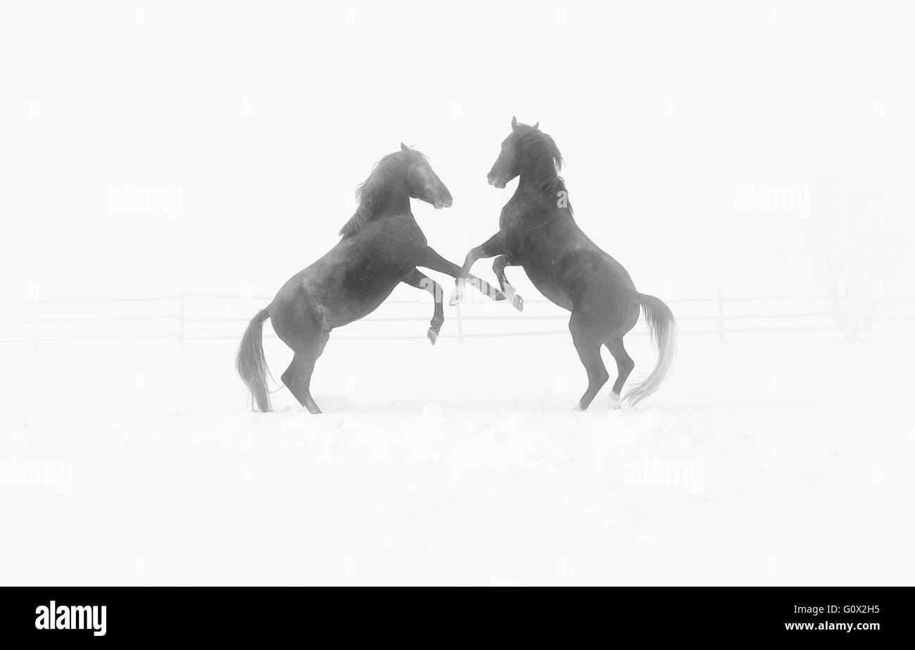 Chevaux jouant sur un jour brumeux en hiver. Il a du bruit à pleine résolution Banque D'Images Chevaux jouant sur un jour brumeux en hiver. Il a du bruit à pleine résolution Banque D'Images