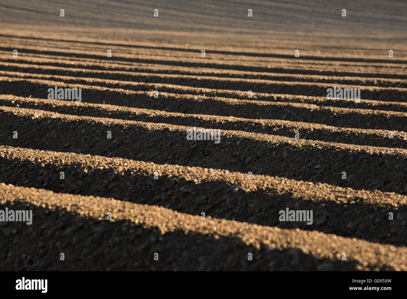 Contours et sillons dans un champ labouré près du Wrekin dans le Shropshire, England, UK. Banque D'Images