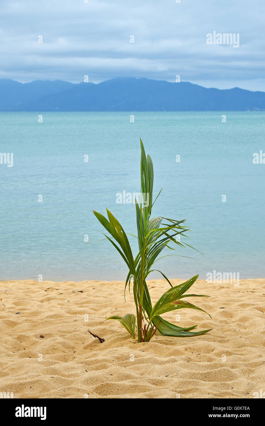 Nouveau livre vert noix de coco fraîche palmier pousse pousses en croissance sur la rive au-dessus de la plage de sable de fond de mer bleu Banque D'Images