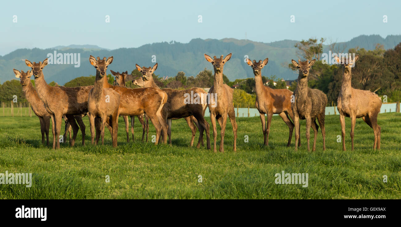 Troupeau de cerfs sur une ferme. Banque D'Images