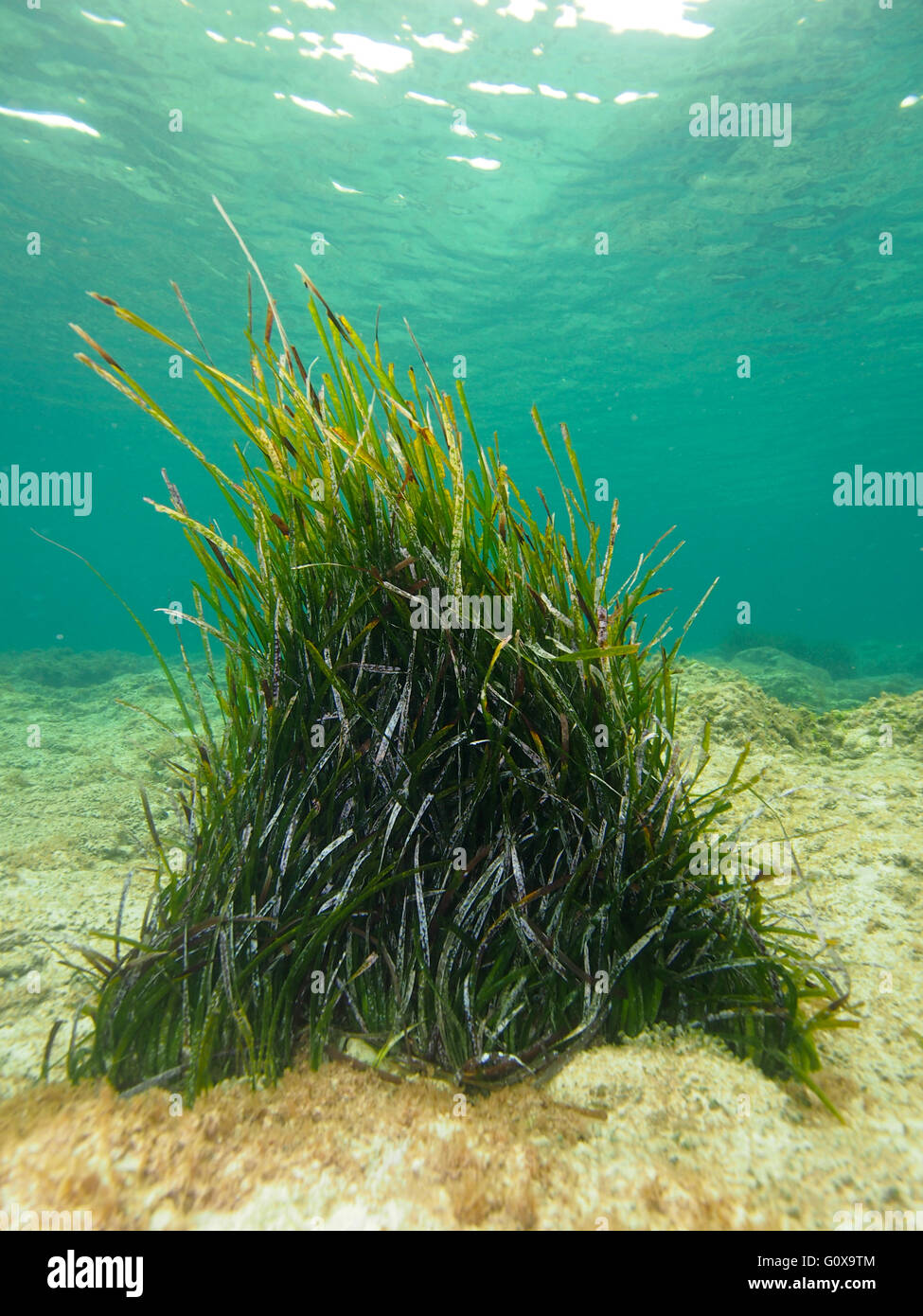 Les herbiers marins sous l'eau à Chypre,Mer Méditerranée Banque D'Images