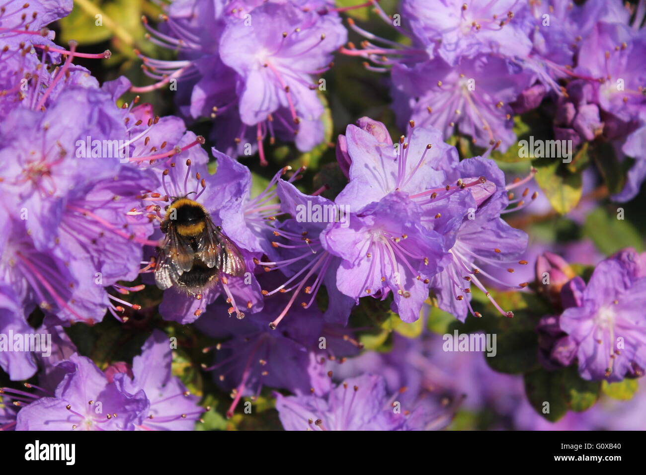 Bumblebee sur azalea Banque D'Images