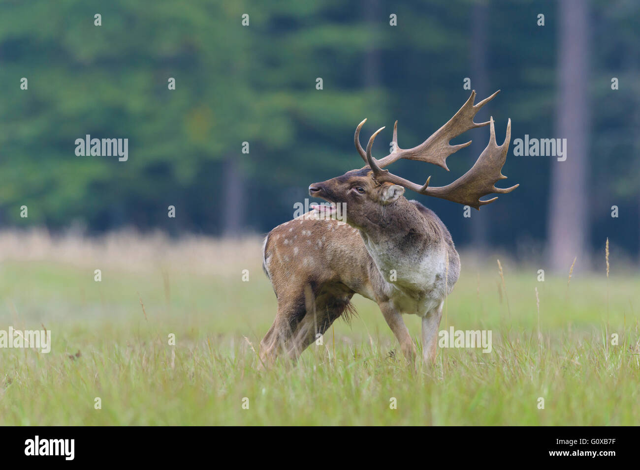 Daims mâles beuglements (Cervus dama) dans la saison du rut, Hesse, Allemagne Banque D'Images