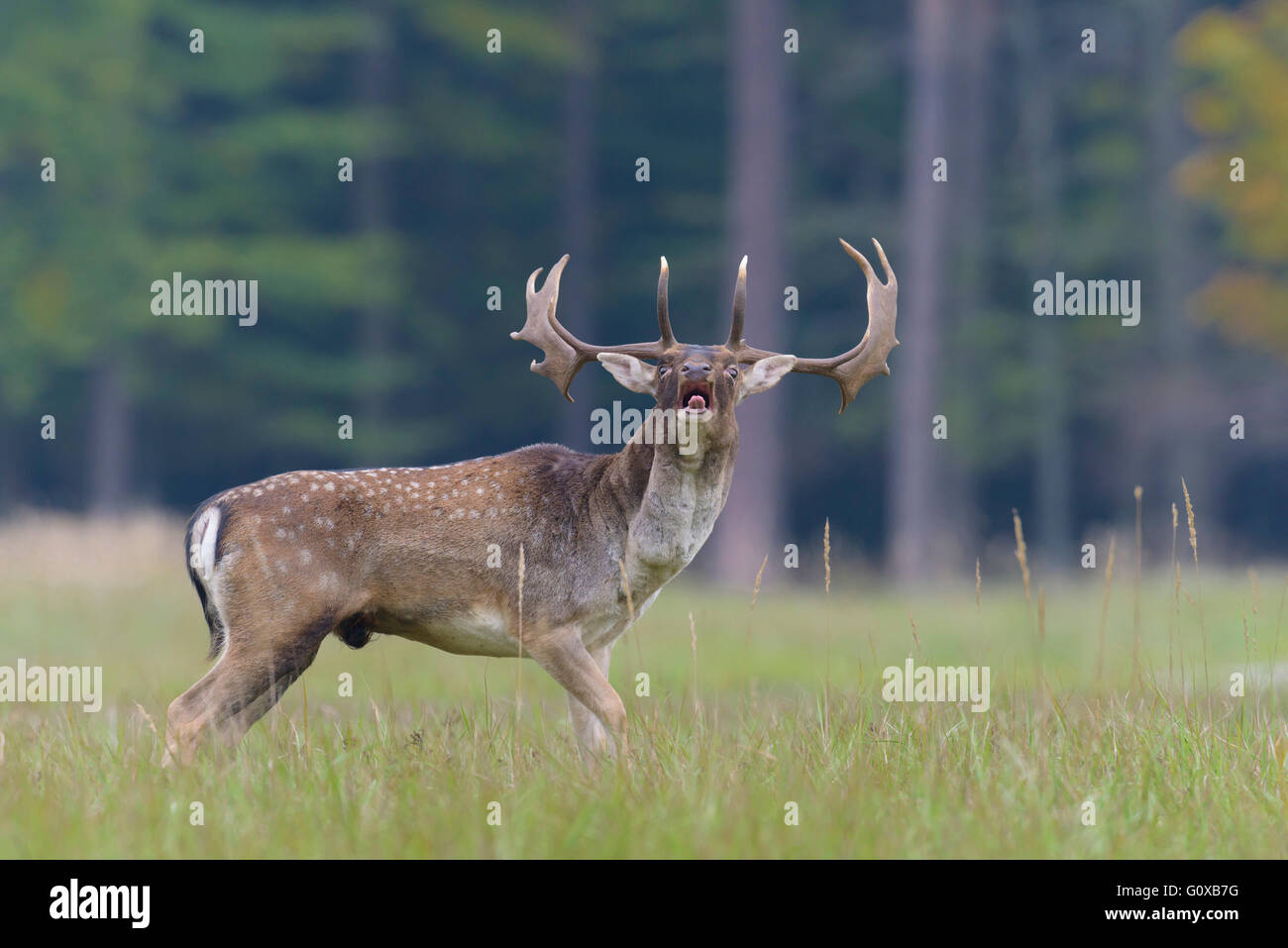 Daims mâles beuglements (Cervus dama) dans la saison du rut, Hesse, Allemagne Banque D'Images
