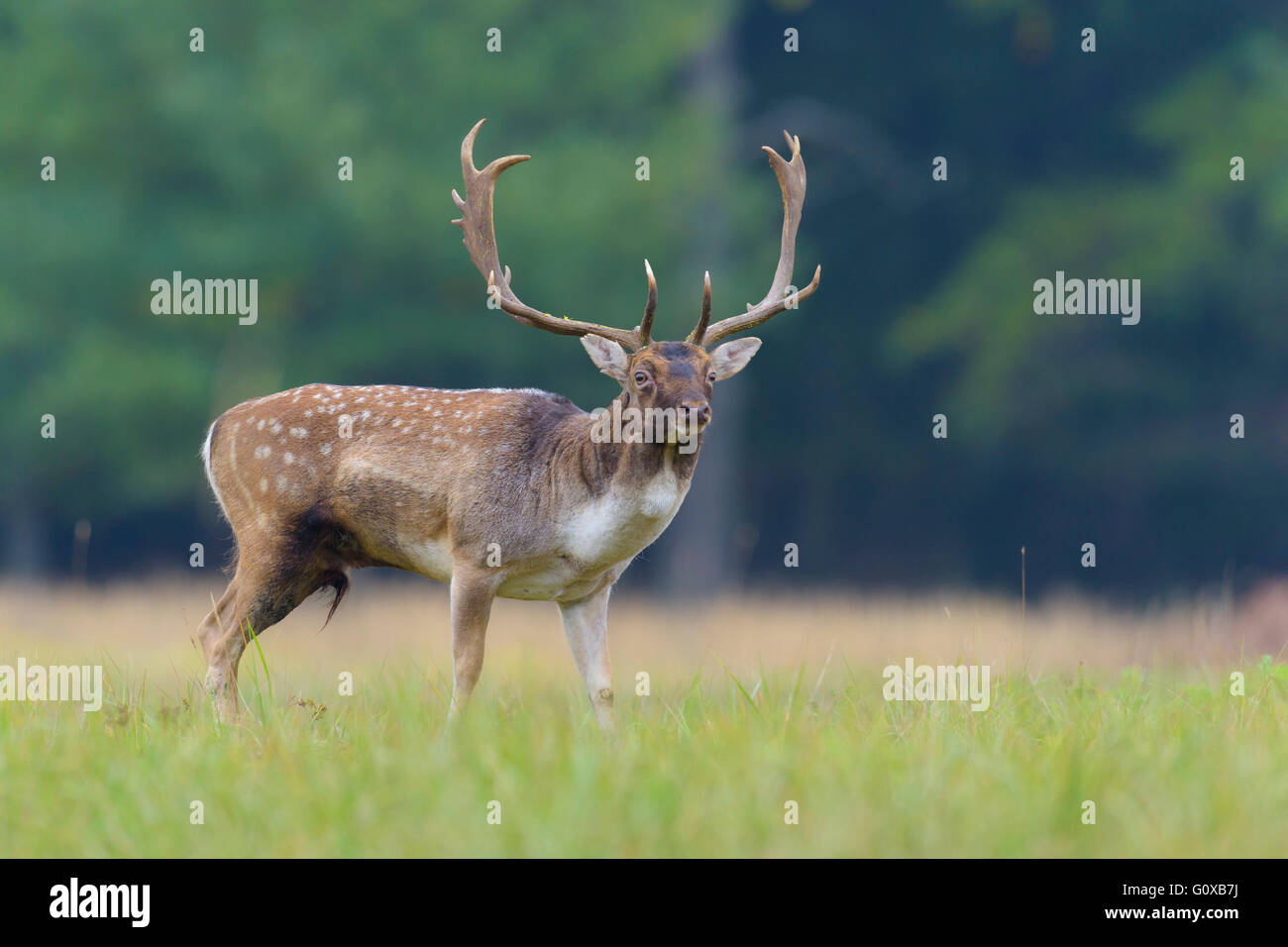 Male fallow deer (Cervus dama) en automne, Hesse, Allemagne Banque D'Images