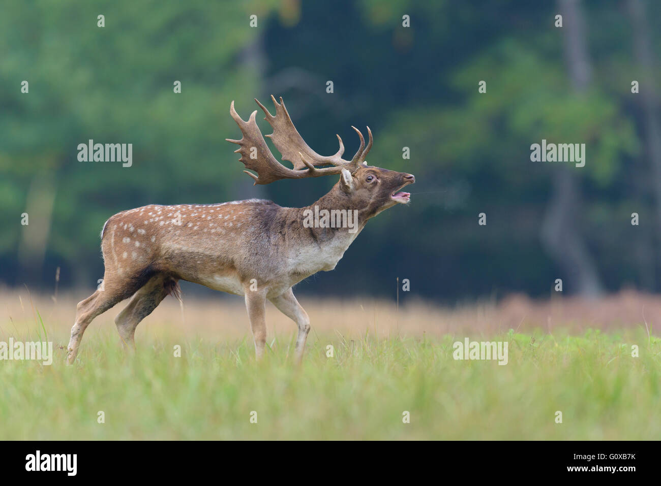 Daims mâles beuglements (Cervus dama) dans la saison du rut, Hesse, Allemagne Banque D'Images