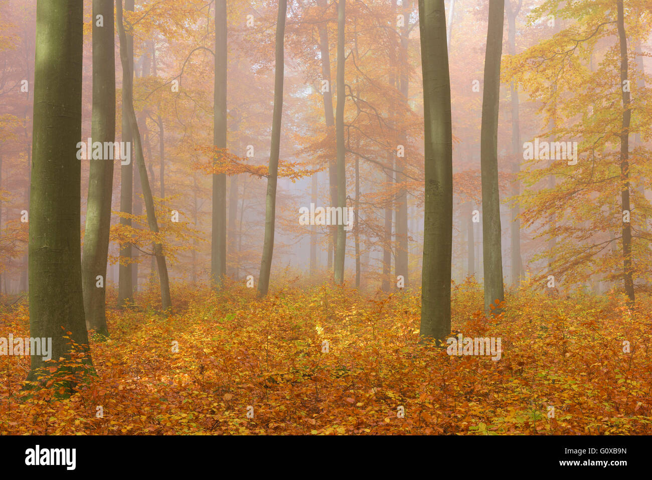 Hêtre européen (Fagus sylvatica) Forest sur Matin brumeux en automne, Parc Naturel, Spessart, Bavaria, Germany Banque D'Images