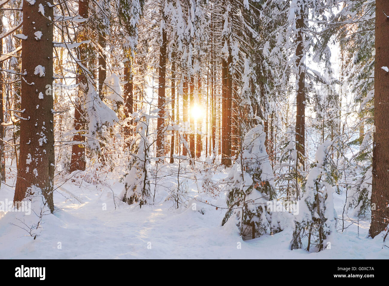 Vue panoramique de l'arbre de l'épinette de Norvège (Picea abies) forêt au lever du soleil, recouverts de neige en hiver, forêt de Bavière, Bavière, Allemagne Banque D'Images