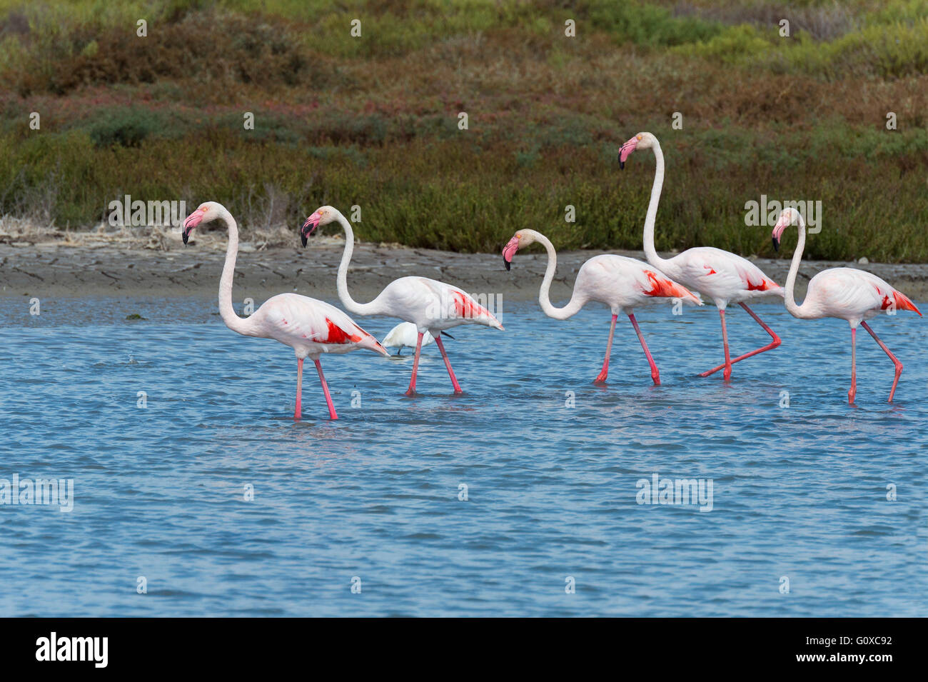 Plus de flamants roses (Phoenicopterus roseus), des Saintes-Maries-de-la-Mer, Parc Naturel Régional de Camargue, France Banque D'Images