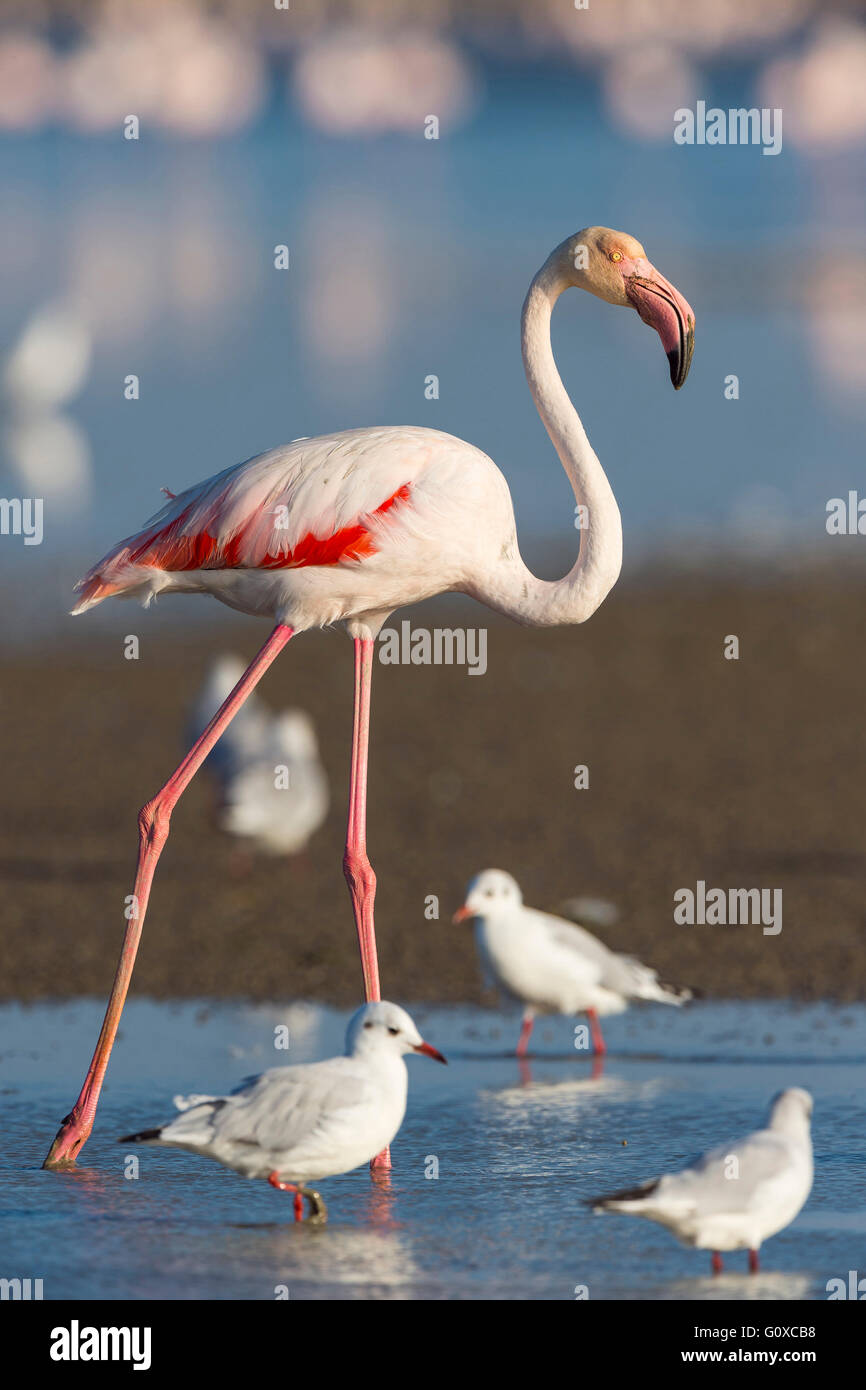 Flamant rose et noir-mouettes, des Saintes-Maries-de-la-Mer, Parc Naturel Régional de Camargue, France Banque D'Images