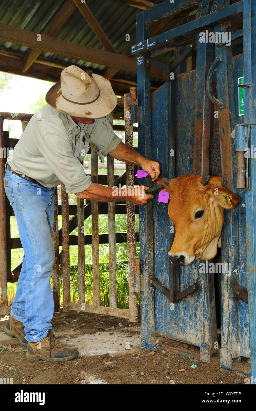 Un éleveur en jean et chapeau de cowboy applique une étiquette d'oreille d'identification à une génisse (jeune vache). Banque D'Images