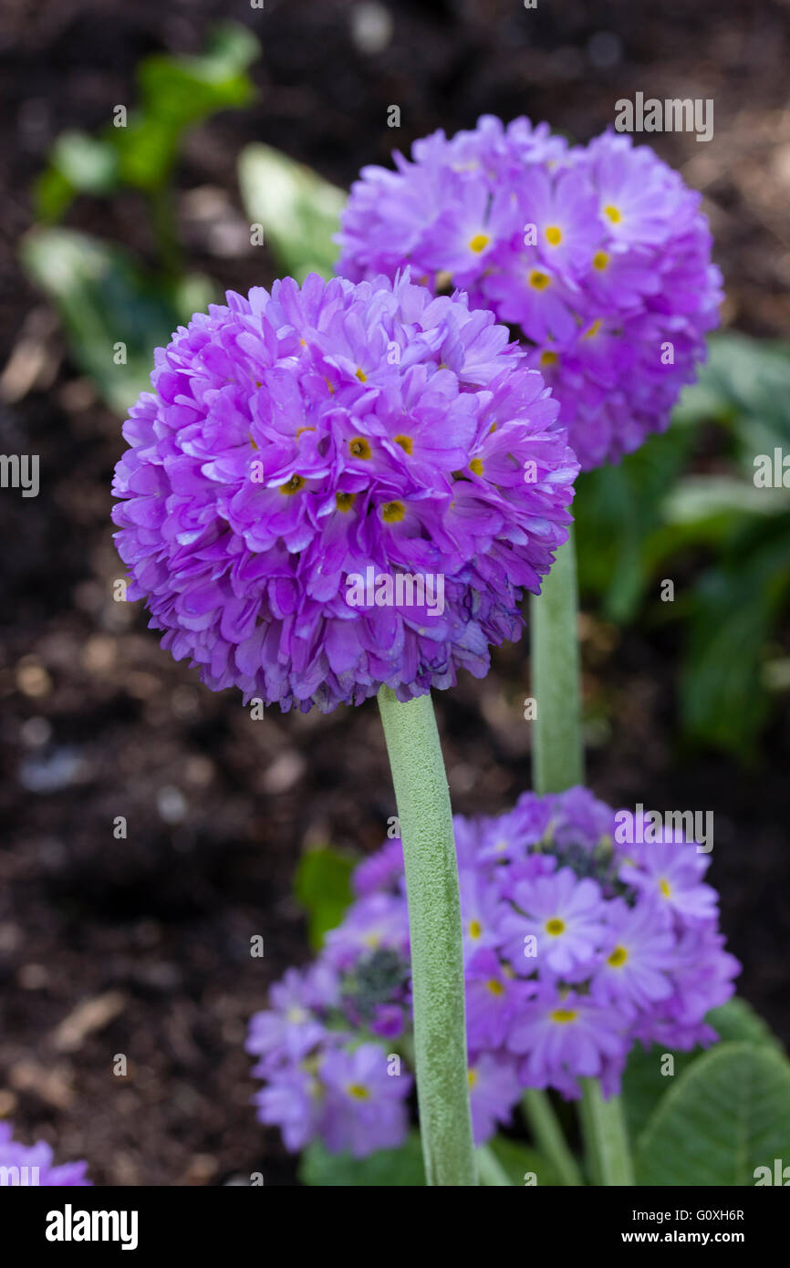 Les chefs d'drumstick mauve floraison printemps plante vivace Primula denticulata Banque D'Images