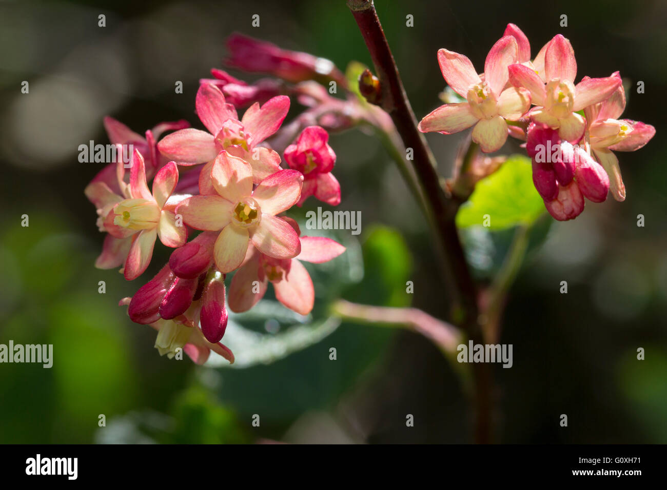 Close up des fleurs de l'arbuste en fleurs de printemps, Ribes x beatonii, un hybride souvent vendu comme R. x gordonianum Banque D'Images