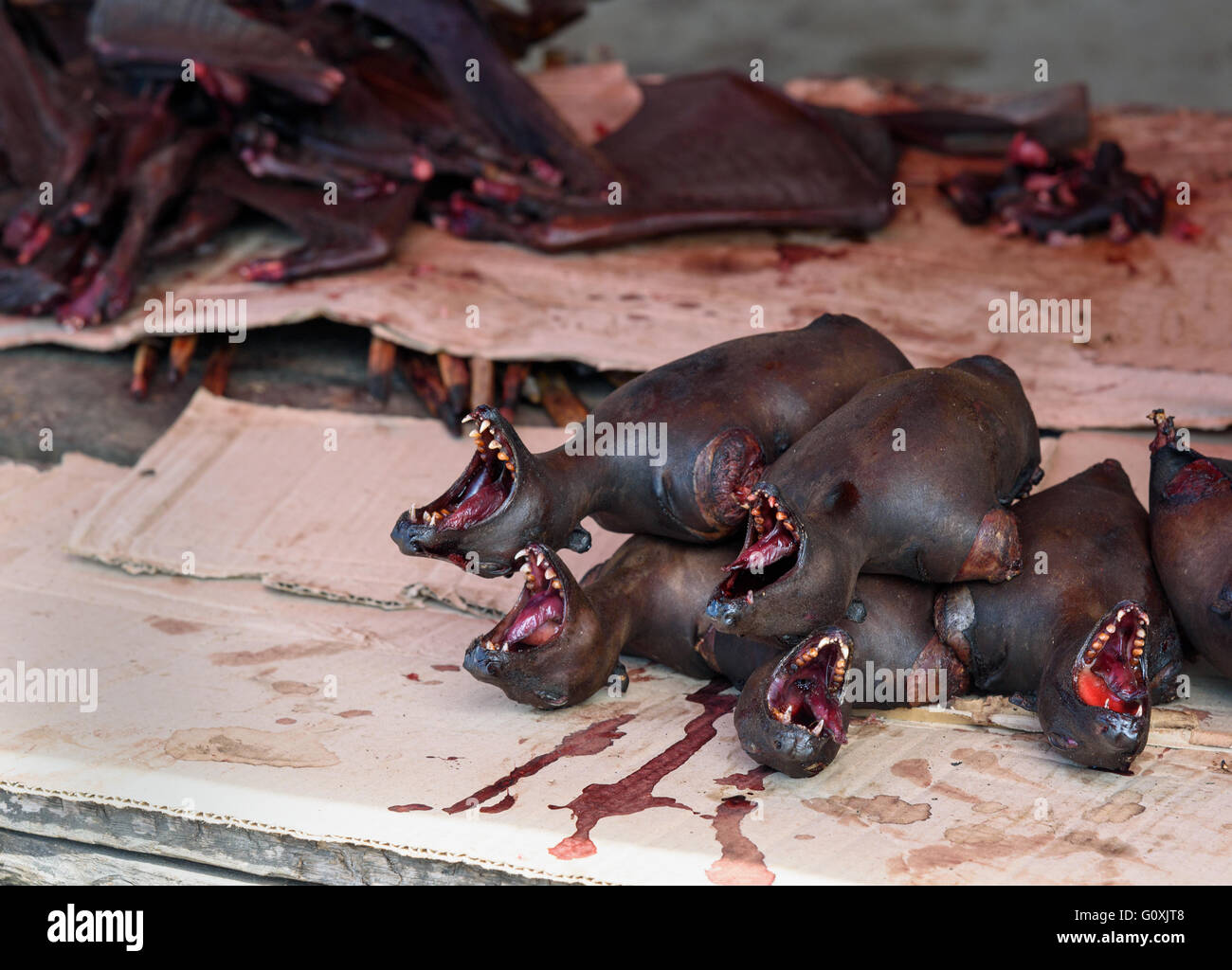 Bat meat for sale à manger dans le marché local de Tentena. Sulawesi central. L'Indonésie Banque D'Images