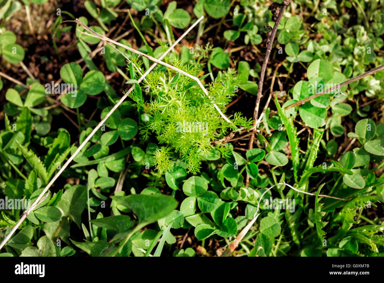 Jeune beauté vert herbe à sunny day Banque D'Images