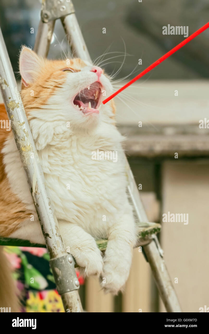 Beau gros chat roux jouant avec tube coctail rouge Banque D'Images