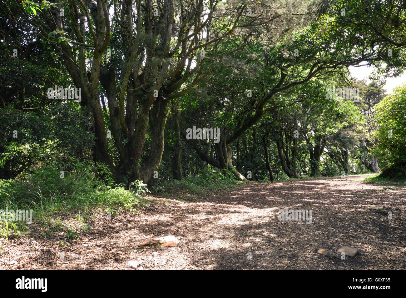 Chemin ombragé de l'intérieur du parc national de Cerro Verde, El Salvador Banque D'Images