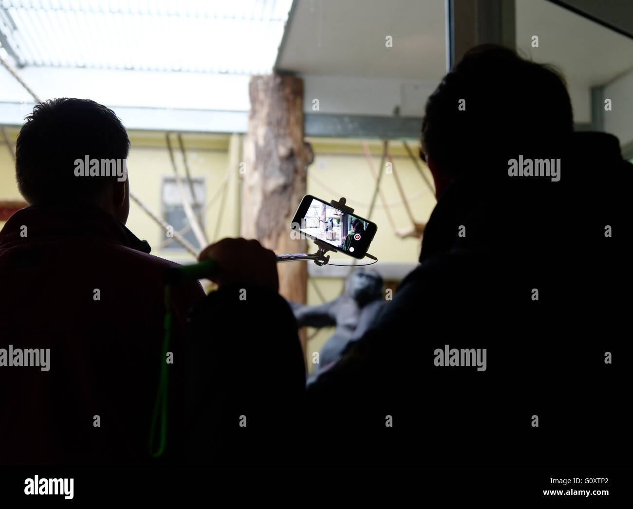 Un homme filme un gorille sur son téléphone cellulaire dans le zoo de Berlin Banque D'Images