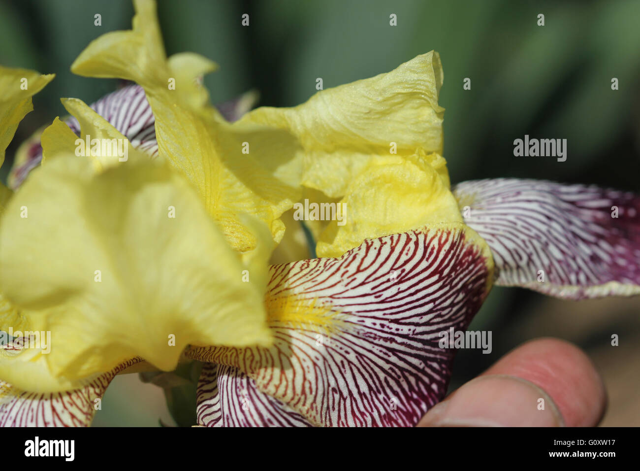 Iris Iris variegata, Hongrois, herbe vivace rhizomateuse, tiges ramifiées, légèrement côtelée falciformes feuilles, fleurs jaune-blanc Banque D'Images