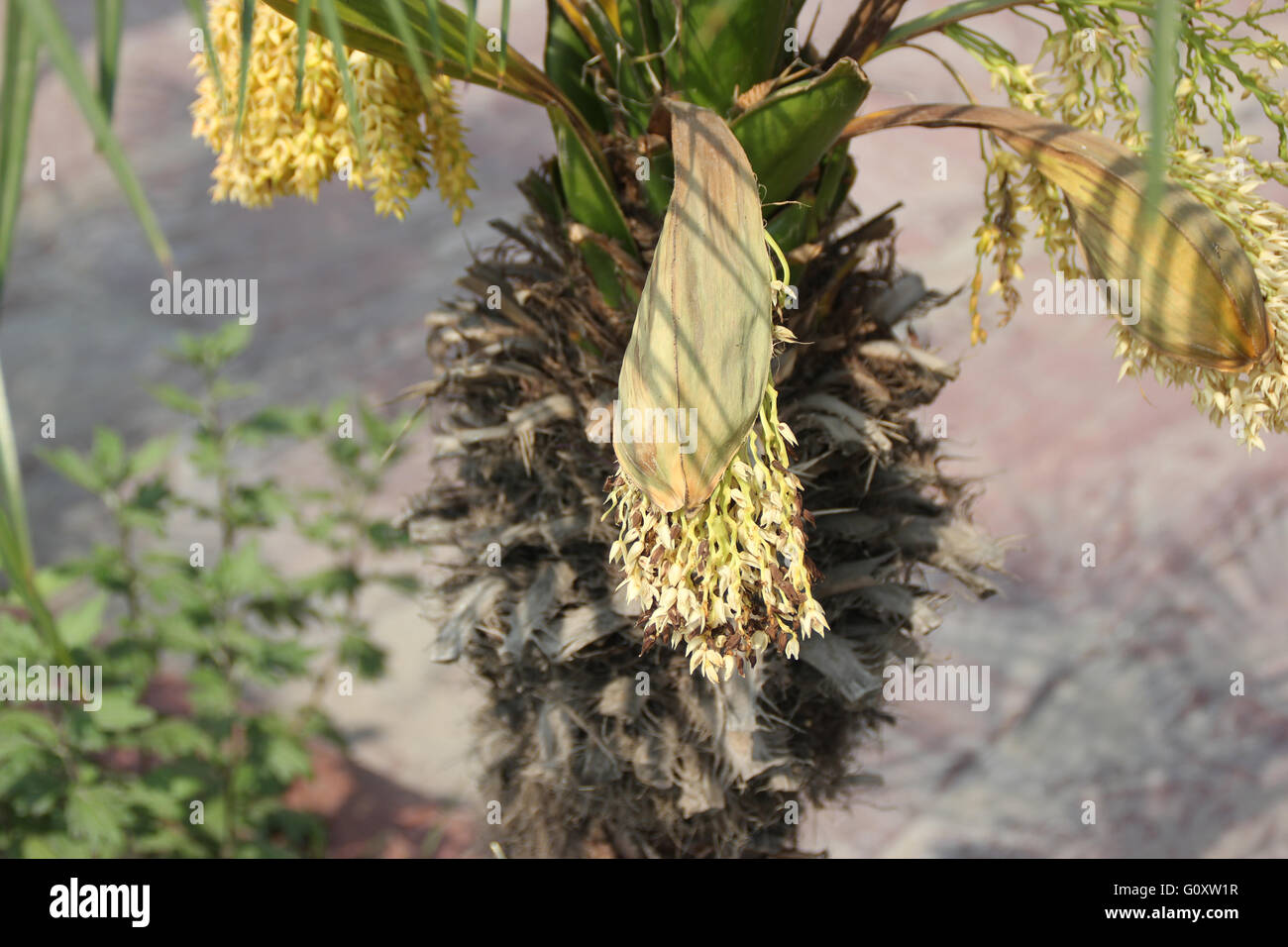 Phoenix roebelenii, Pygmy date palm, petites à moyennes avec des arbres à croissance lente des feuilles composées pennées et petites fleurs Banque D'Images