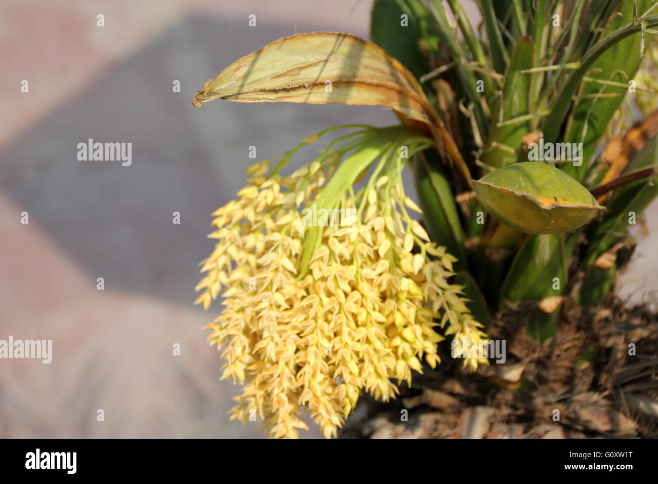 Phoenix roebelenii, Pygmy date palm, petites à moyennes avec des arbres à croissance lente des feuilles composées pennées et petites fleurs Banque D'Images