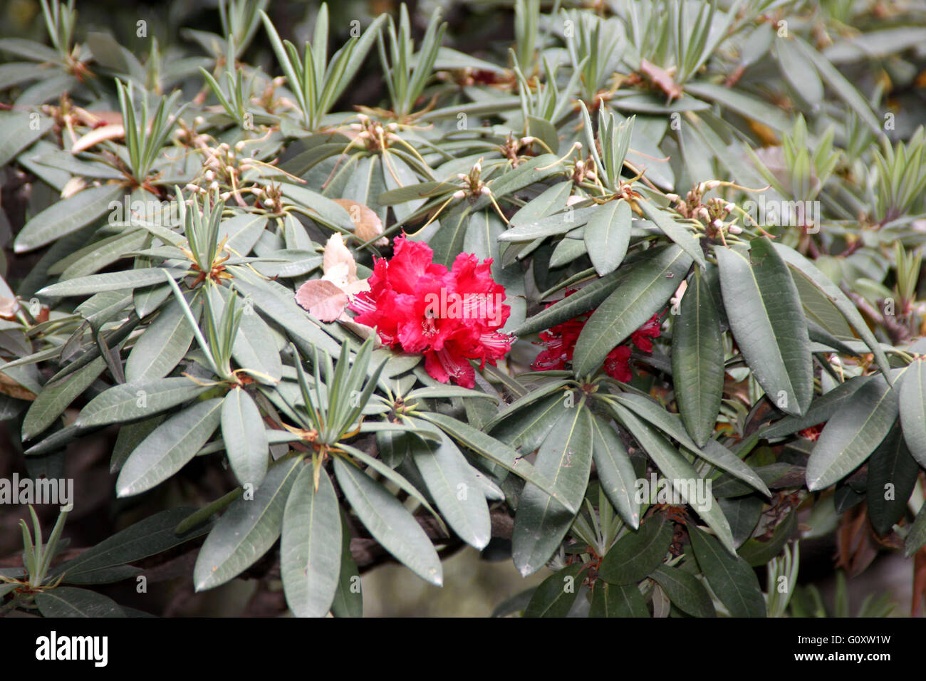Rhododendron Rhododendron arboreum, arbre, arbuste ou petit arbre à fleurs rouge vif en grappes Banque D'Images