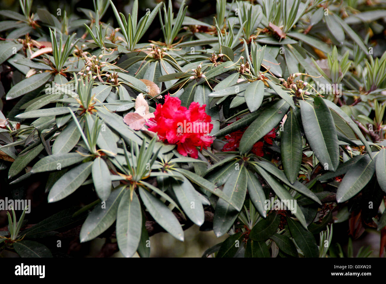 Rhododendron Rhododendron arboreum, arbre, arbuste ou petit arbre à fleurs rouge vif en grappes Banque D'Images
