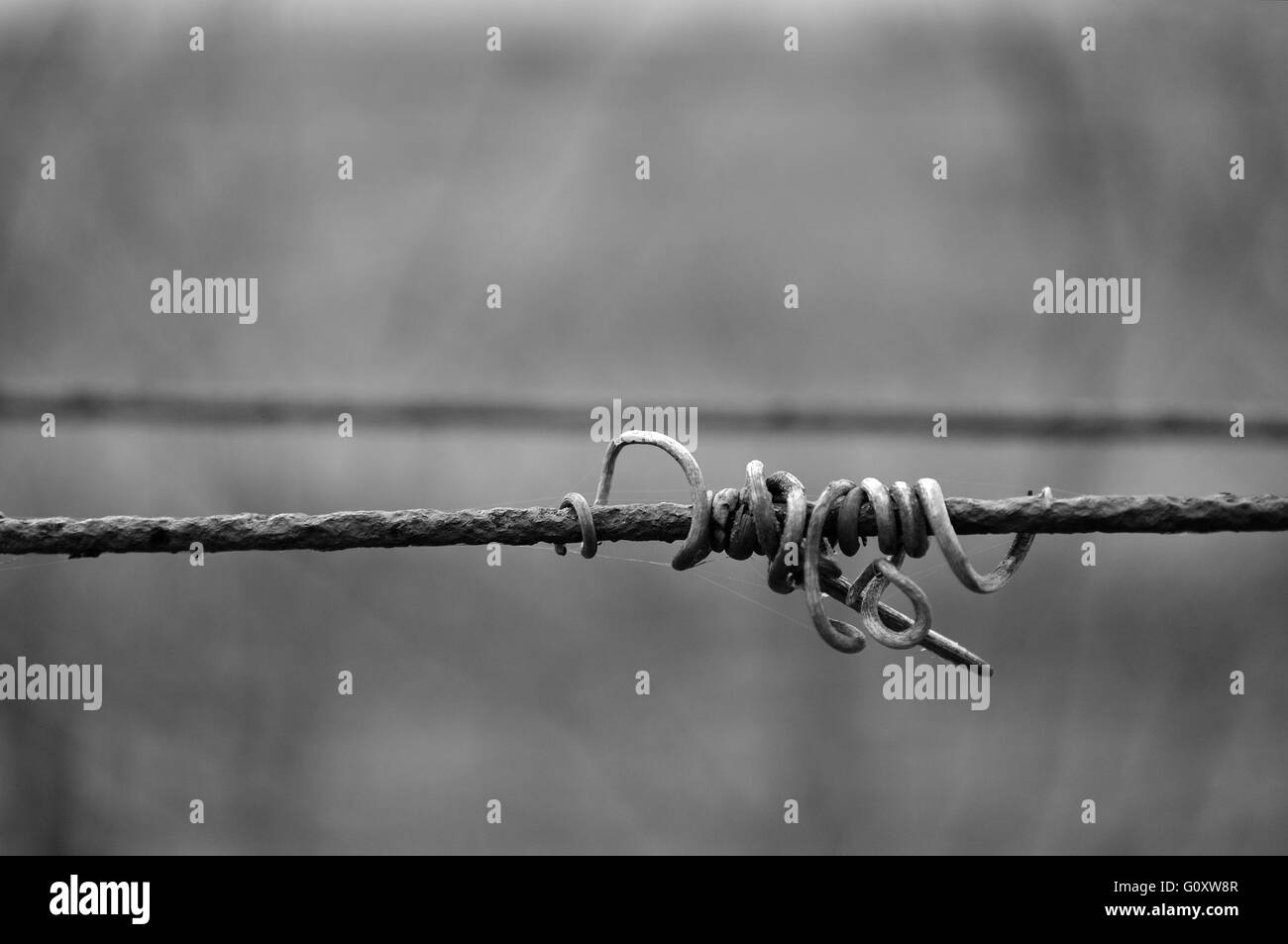 Photo en noir et blanc de la vigne crook sur le fil Banque D'Images