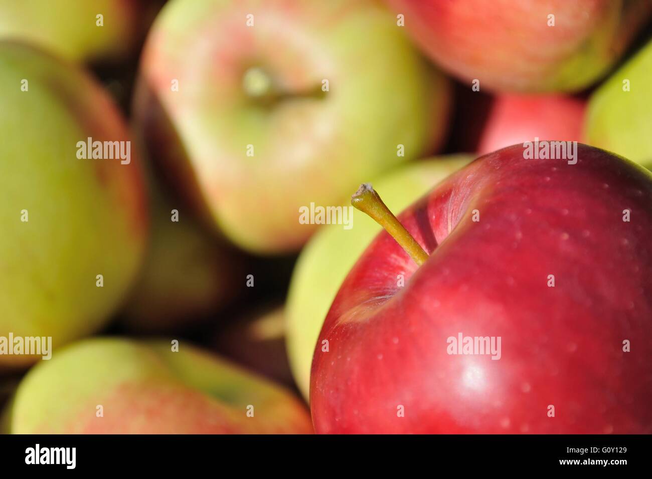 Pile de rouge, vert, jaune des pommes mûres. L'accent sur une seule pomme rouge en bas à droite. Banque D'Images