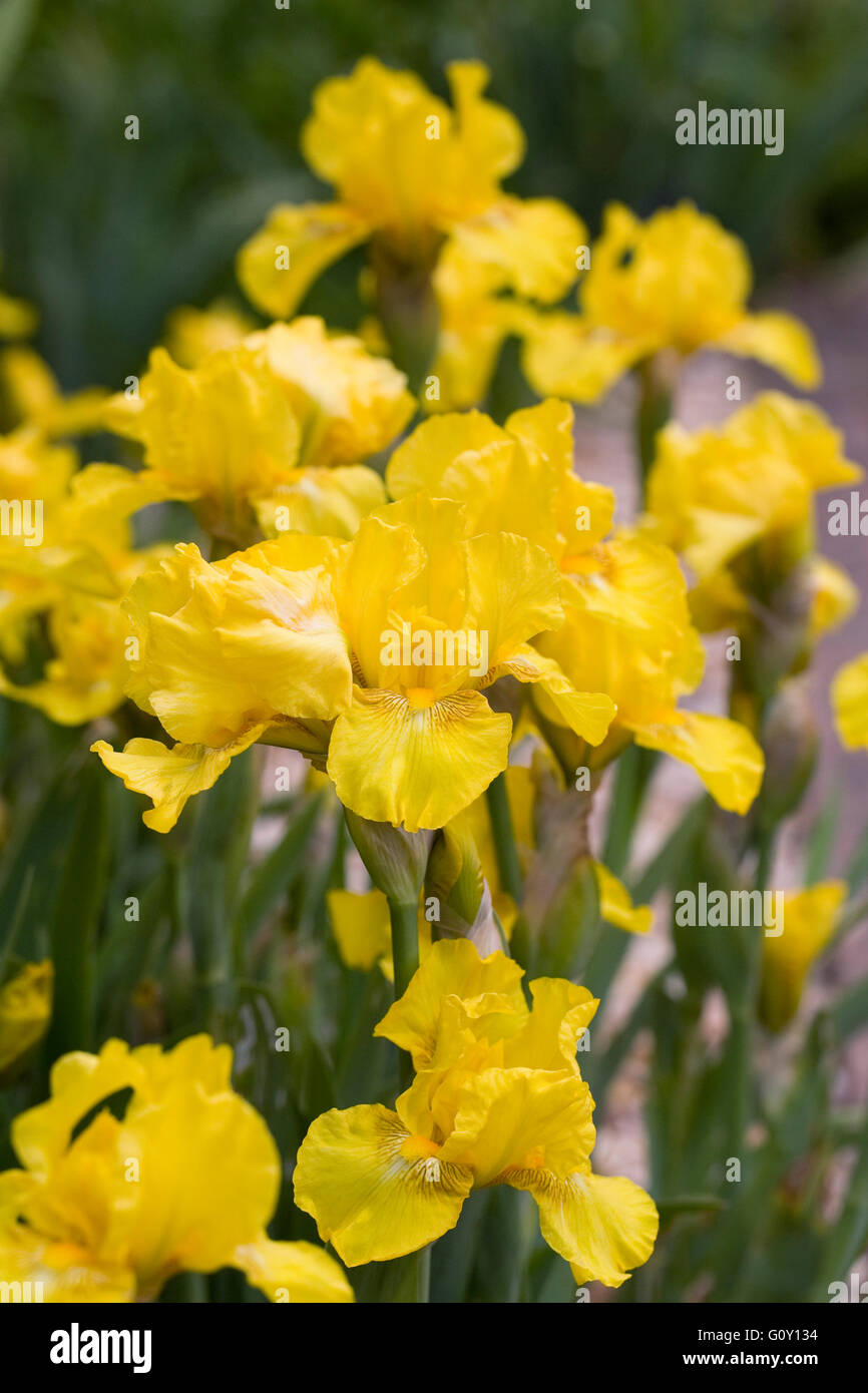 Iris nain. Banque D'Images