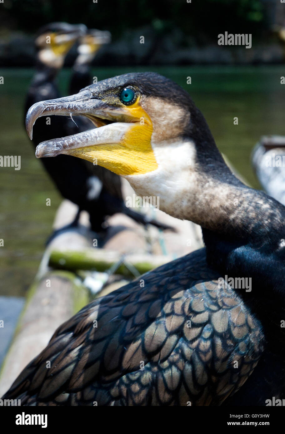 Close-up du Cormorant bird, Li River, Yangshuo, Chine Banque D'Images