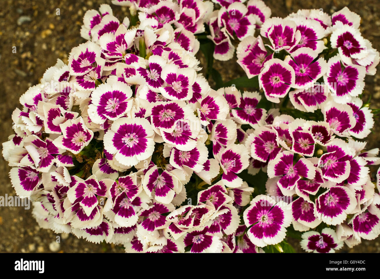Dianthus barbatus (sweet williams) Banque D'Images