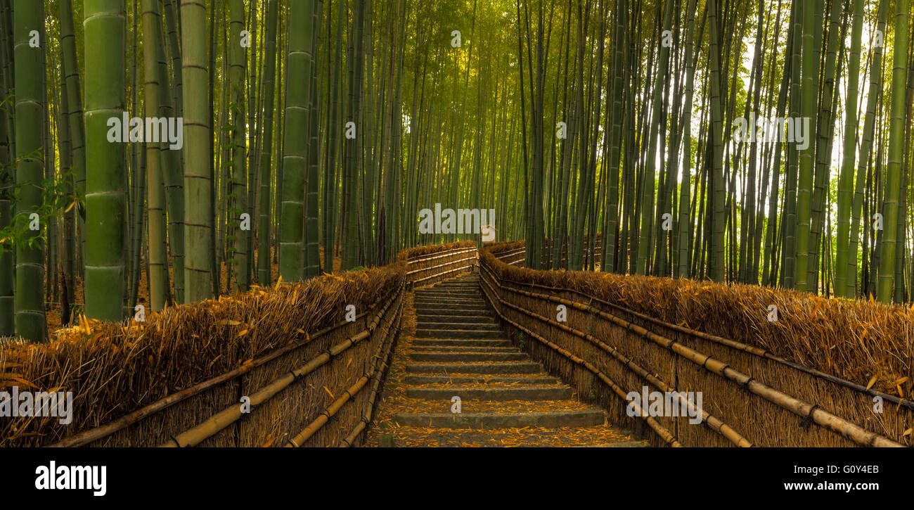 Un chemin qui traverse la forêt de bambous Sagano à Kyoto, Japon Banque D'Images