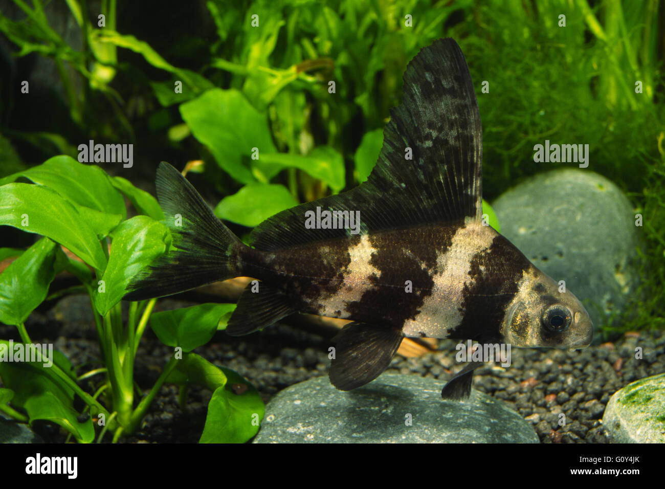 Chinois de haute fin bagué requin, Myxocyprinus asiaticus dans accueil aquarium, Emiliano Spada Banque D'Images