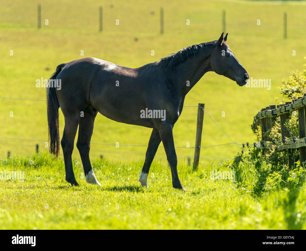 L'étalon noir Hackney Horse en champ vert avec des oreilles longues Banque D'Images