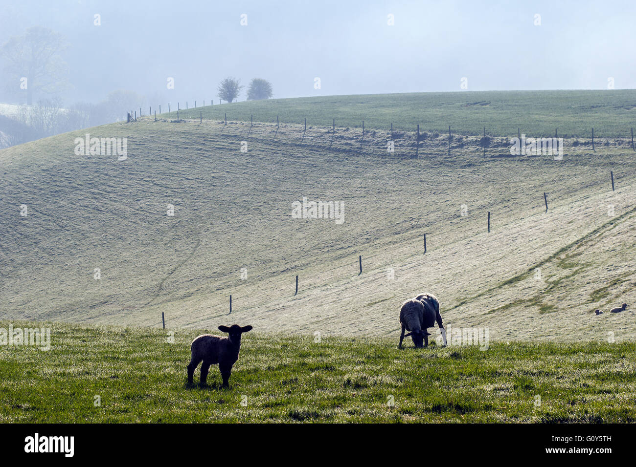 Agneaux de printemps dans la brume du matin près de Dunsford,Parc National de Dartmoor, belle, campagne, mignon, ewe, visage, ferme, terres agricoles, fiel Banque D'Images