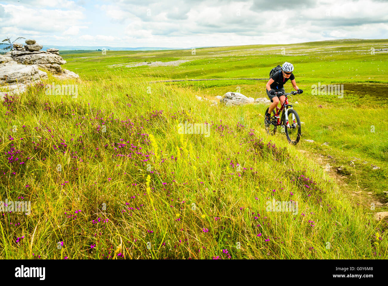 Des promenades en vélo de montagne de bruyère et banque passé d'autres fleurs sauvages dans une grande cicatrice Asby National Nature Reserve Cumbria Banque D'Images