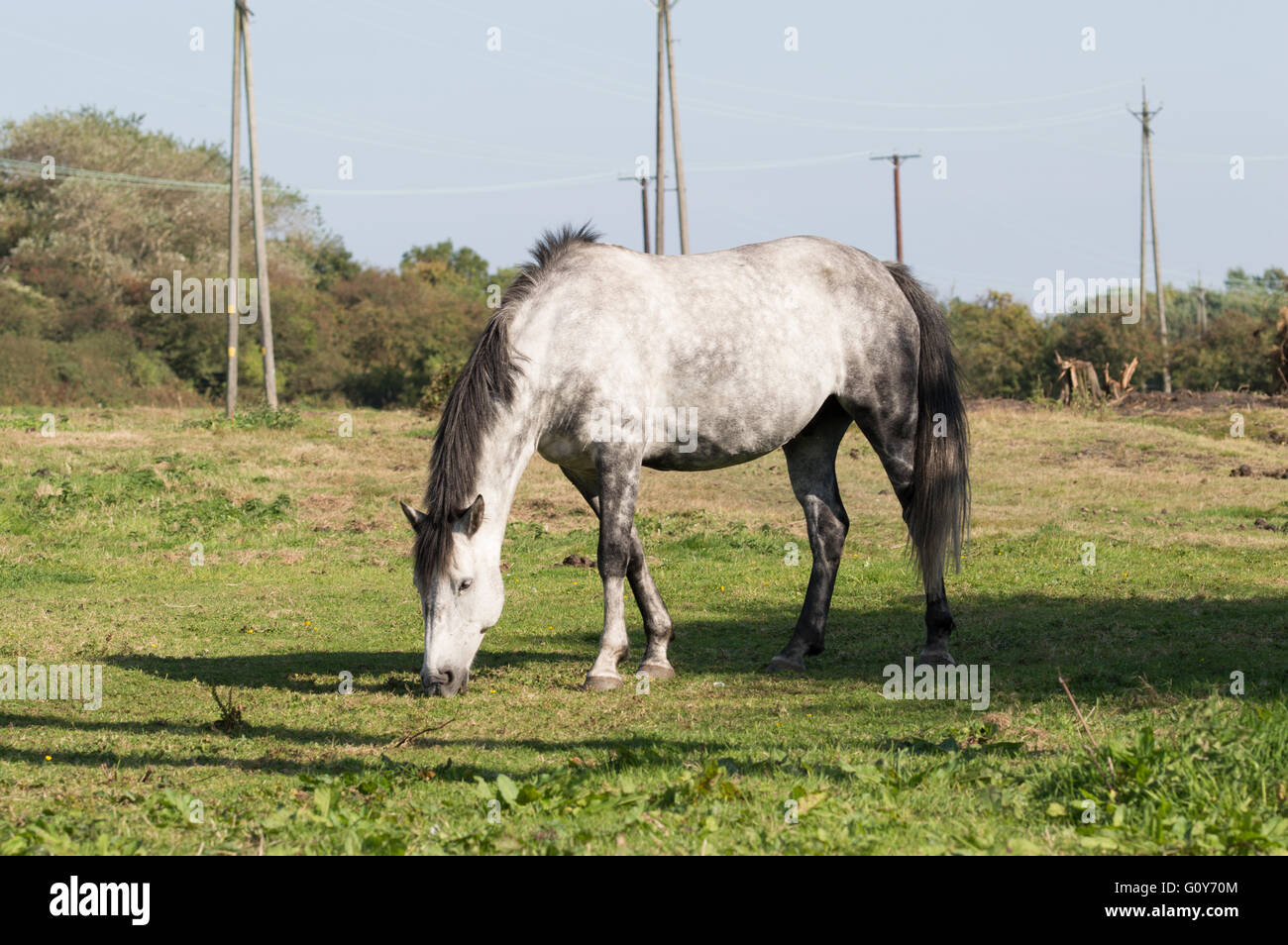 Un Cheval (Equus ferus caballus) brouter dans un champ. Banque D'Images