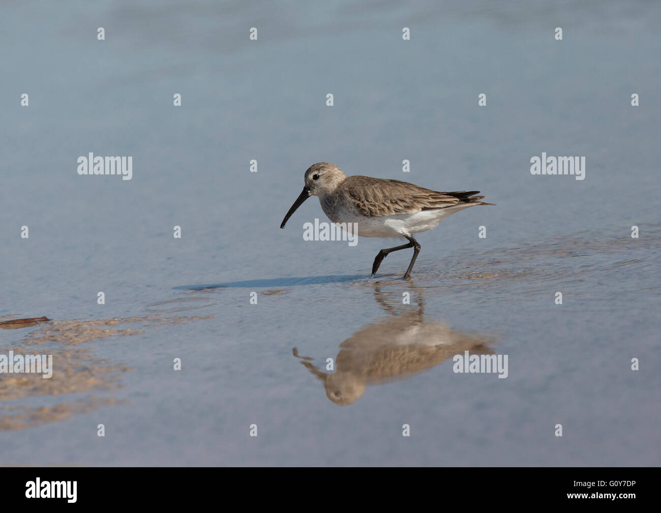 Le Bécasseau variable (Calidris alpina) balade avec réflexion Banque D'Images