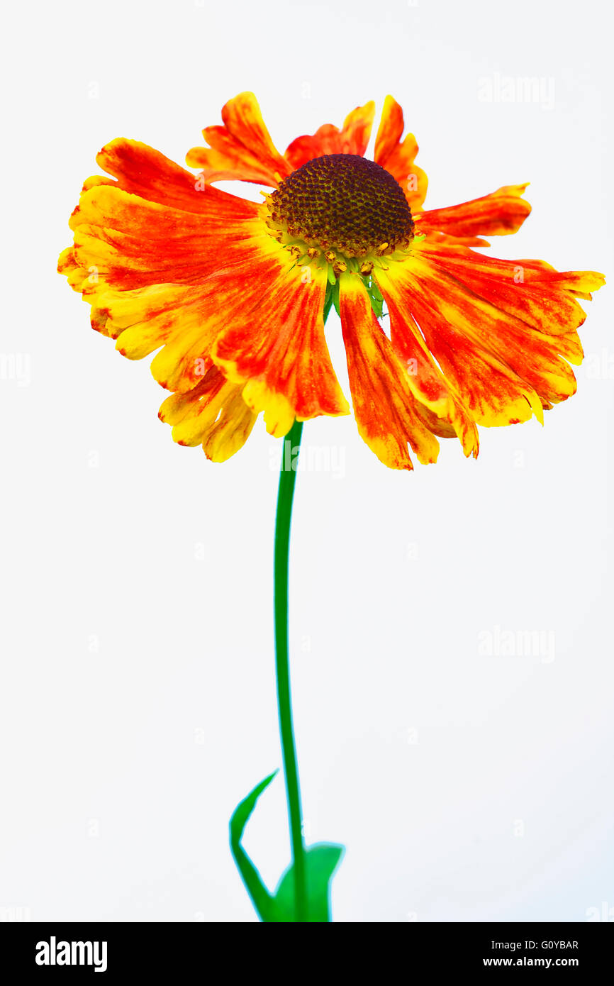 Helen's flower, Sneezeweed Helenium Helenium,, cultivar, beauté dans la nature, la couleur, contemporain, créatif, Cut Out, fleur, fleurs, floraison d'été d'automne, le gel hardy, plante vivace, Sneezeweed, étamine, Studio Shot, Orange, Blanc, Banque D'Images
