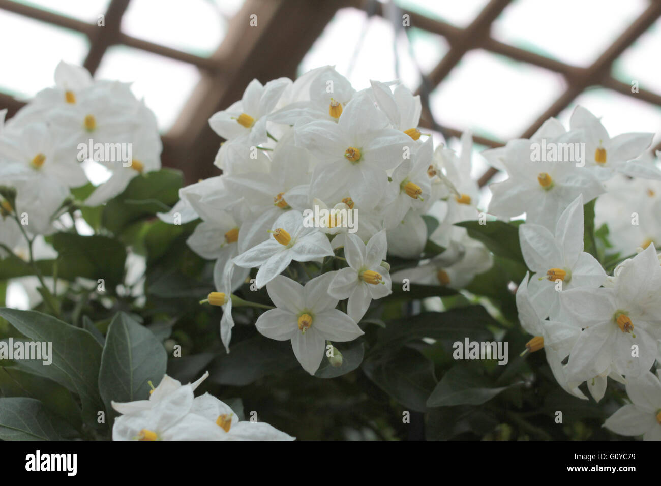 Fleurs En Forme Détoile Blanche Avec Bouton Jaune Center