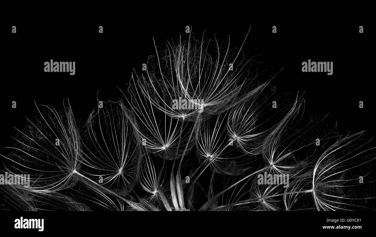 Salsifis, Tragopogon, Tragopogon porrifolius, beauté dans la nature, Biennale, salsifis commun, contemporain, créatif, sensible, comestible, la floraison d'été, de l'Alimentation et boissons, le gel hardy, Herb, Jérusalem Star, les usages médicinaux, les Méditerranéens, Monochrome, l'Huître plante, plantes, Violet Salsifis, Studio, légume, huître végétale, plante sauvage, noir et blanc, Banque D'Images
