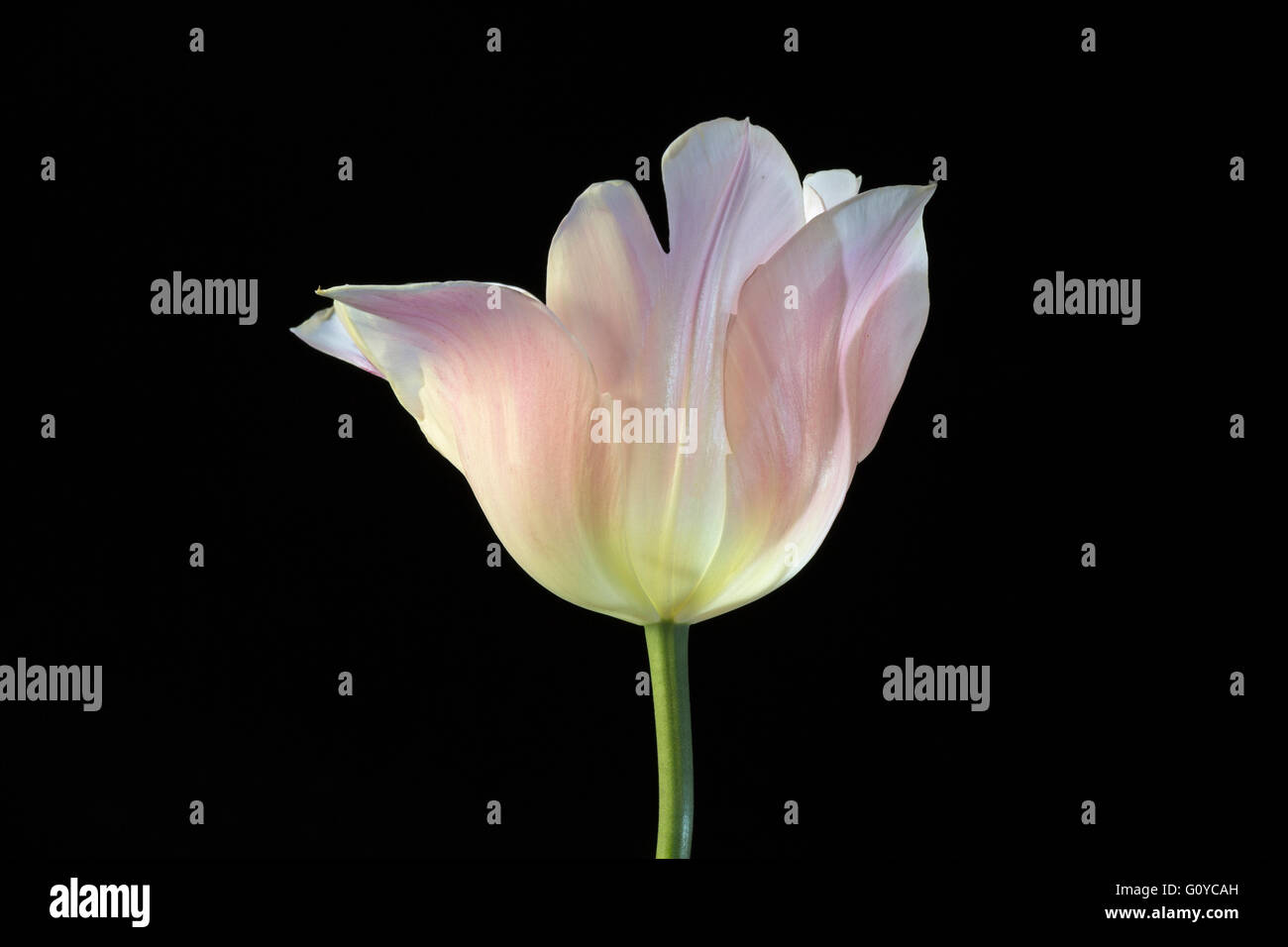 Tulip 'Beauty Queen', Tulipa, Tulipa 'Beauty Queen', la beauté dans la nature, la couleur, l'ampoule, contemporain, jardin de plantes, Creative, Cut out, fleur, fleurs de printemps, le gel hardy, usine, Studio, rose, noir, Banque D'Images