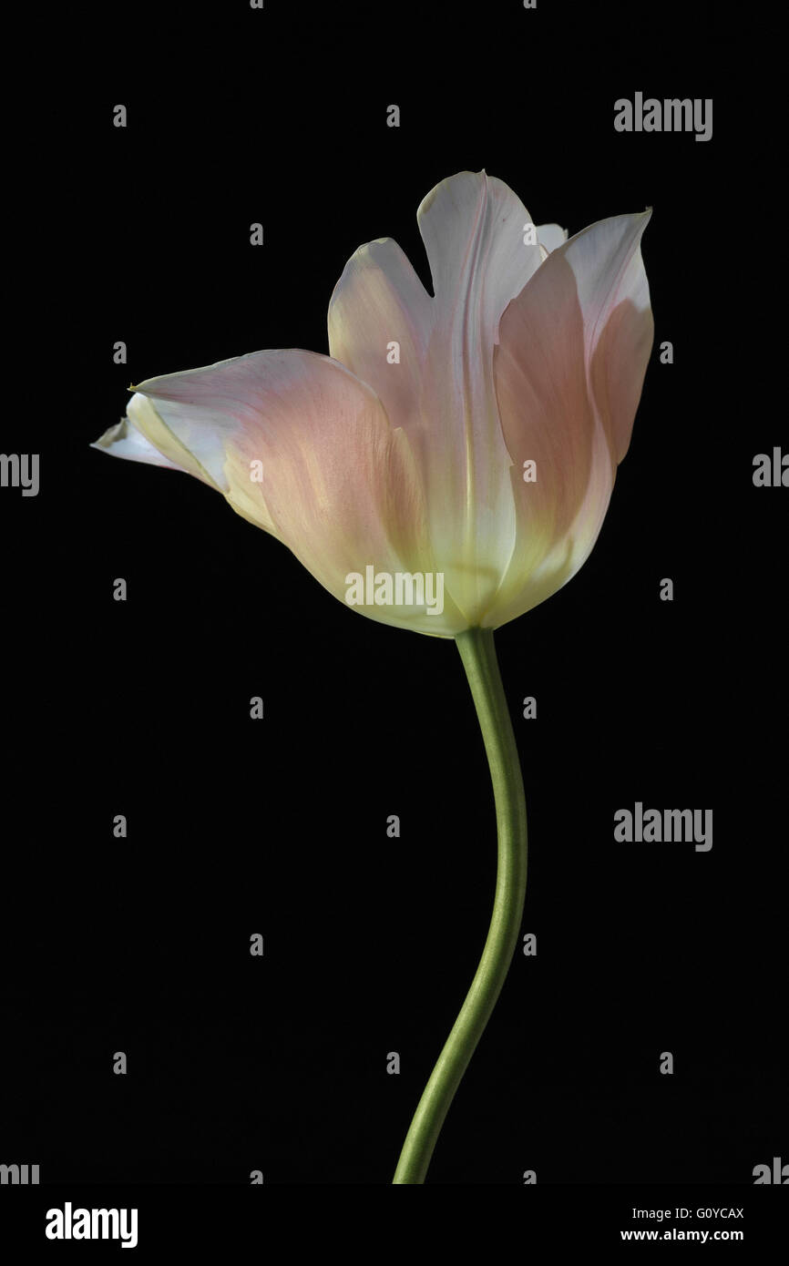 Tulip 'Beauty Queen', Tulipa, Tulipa 'Beauty Queen', la beauté dans la nature, la couleur, l'ampoule, contemporain, jardin de plantes, Creative, Cut out, fleur, fleurs de printemps, le gel hardy, usine, Studio, rose, noir, Banque D'Images