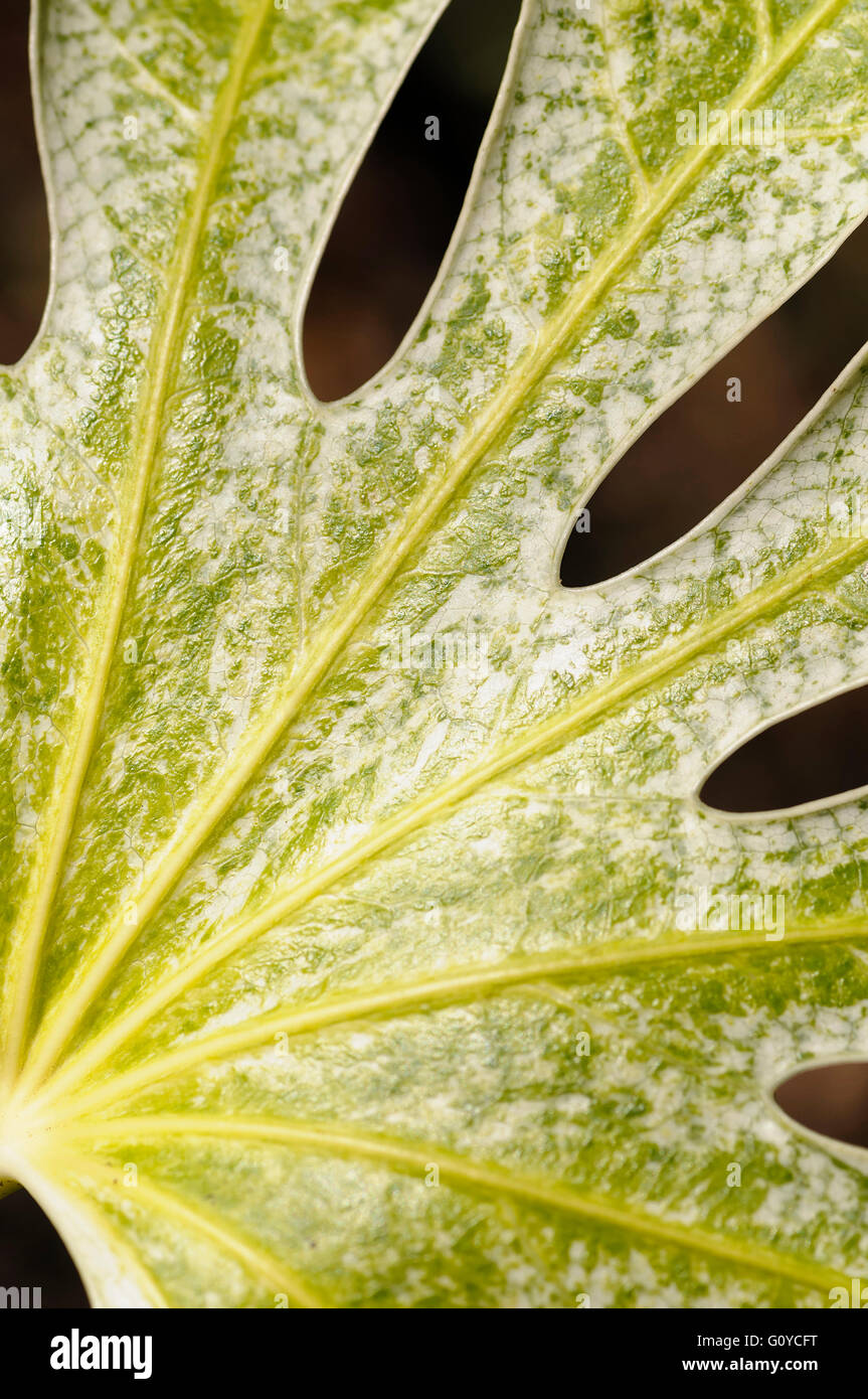 Fatsia Fatsia japonica, spider's web", beauté dans la nature, la couleur, l'automne, Evergreen, floraison floraison d'hiver, le feuillage, le gel hardy, printemps, fruits, fruits d'hiver, de plus en plus le Japon les Japonais, Aralia, Nature, piscine, Plante, arbuste, indigènes de la Corée du Sud, de l'omble de Aralia japonais, varié, vert, Banque D'Images