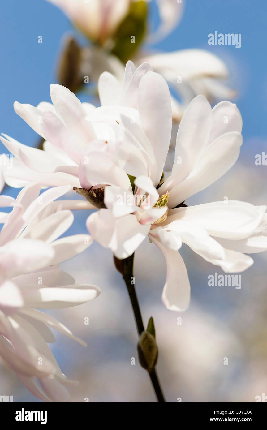 Magnolia magnolia, Star, Magnolia, Magnolia stellata 'Roi Rose', beauté dans la nature, couleur, jardin de plantes, fleurs, feuilles caduques, fleurs de printemps, le gel hardy, croissante, extérieur, parfum, Rose star magnolia, Plante, arbuste, blanc, bleu, Banque D'Images