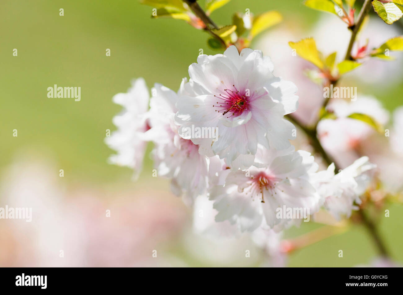 Le cerisier, Prunus, Vierge Prunus Rose 'Ballerina', beauté dans la nature, la couleur, caduque, fleur, fleurs de printemps, le gel hardy, croissante, extérieur, parfum, Plante, arbre, de l'étamine, rose, Banque D'Images